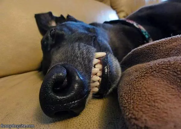 Smile While I Sleep