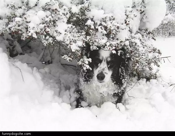 Dog Undersnowy Tree