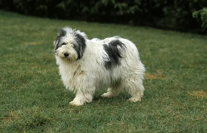 Polish Lowland Sheepdog puppy