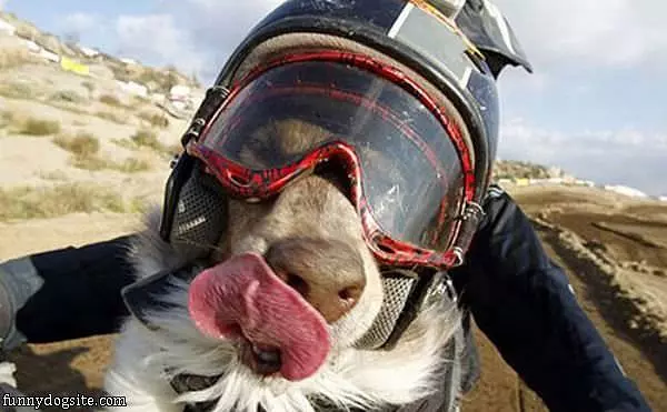 Sky Dive Dog
