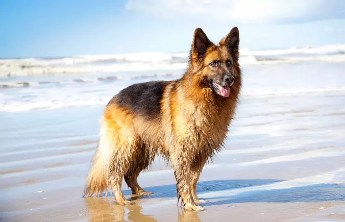 German Shepherd Dog on the ...