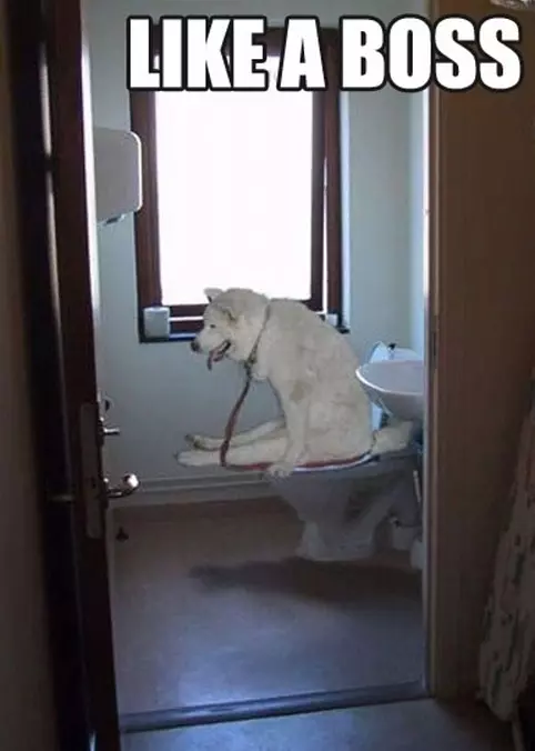 Like A Boss Dog