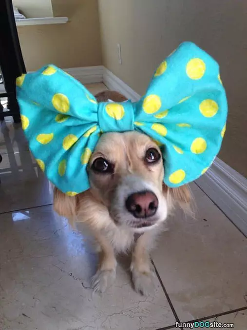 Bow Tie
