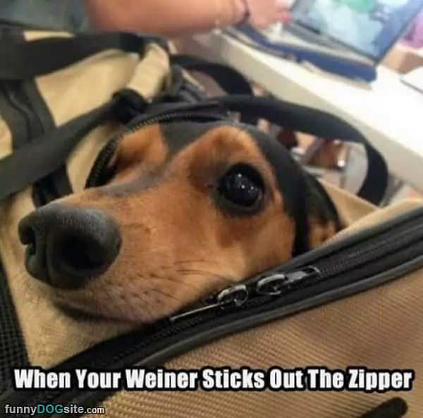 Weiner Sticks Out