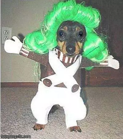 Oompa Dog