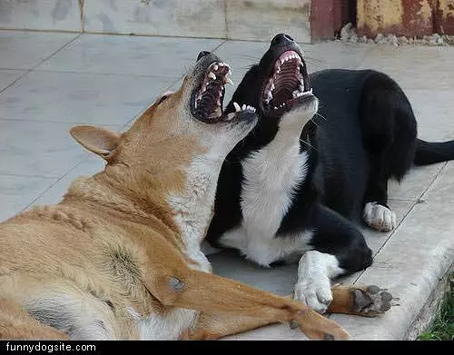 Laughing Dogs