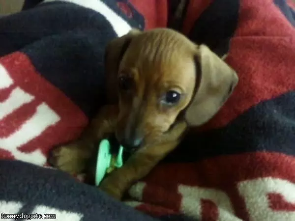Pepper Binky