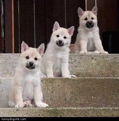 3 Steps 3 Pups