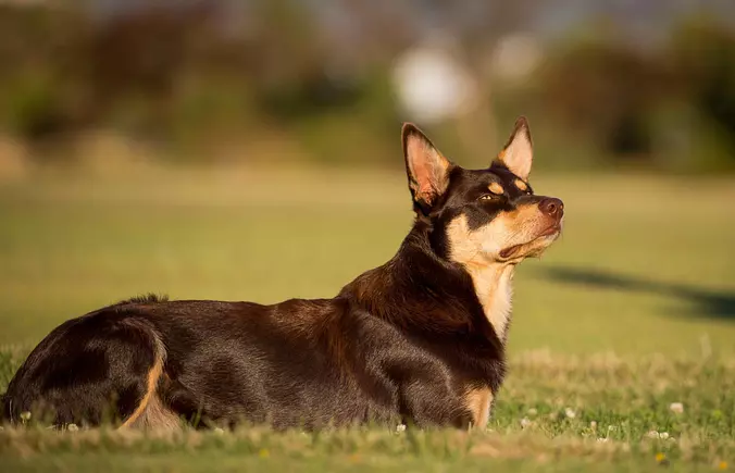 Australian Kelpie Gallery