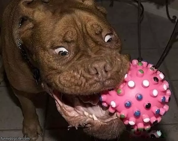 Chew Toy