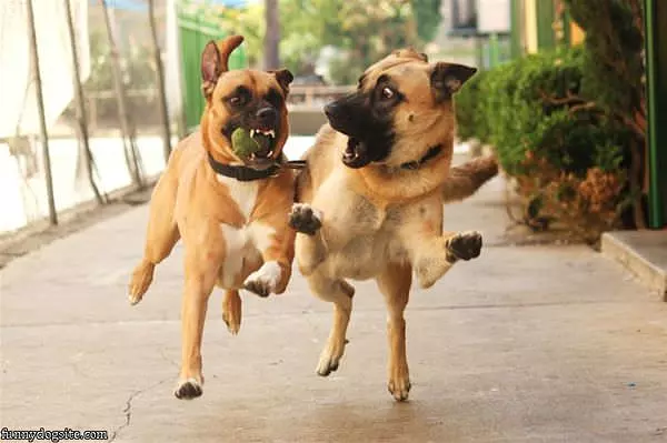 Funny Dogs Playing