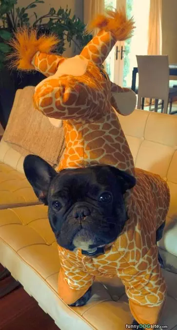 Giraffe Dog