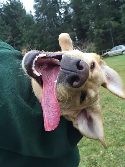 Harrrr Harrrr
