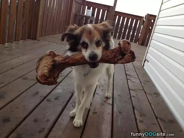 I Got A Bone