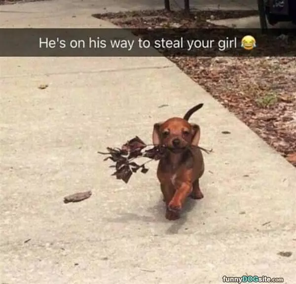 On His Way To Steal Your Girl