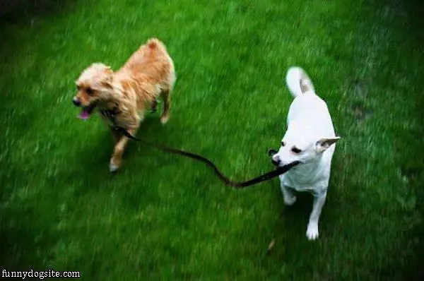 Walking My Buddy