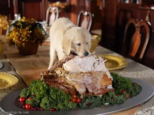 I Loves Turkey