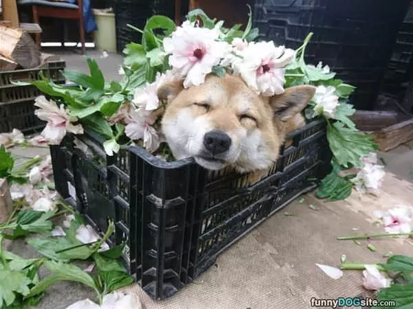 In The Flowers