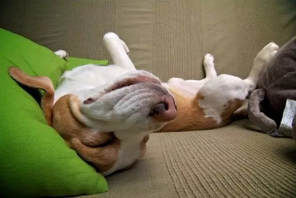 Upside Down Sleeper