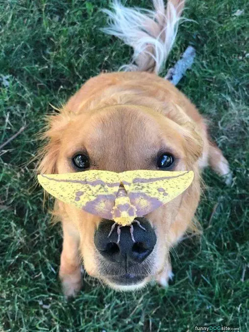 Butterfly On The Face