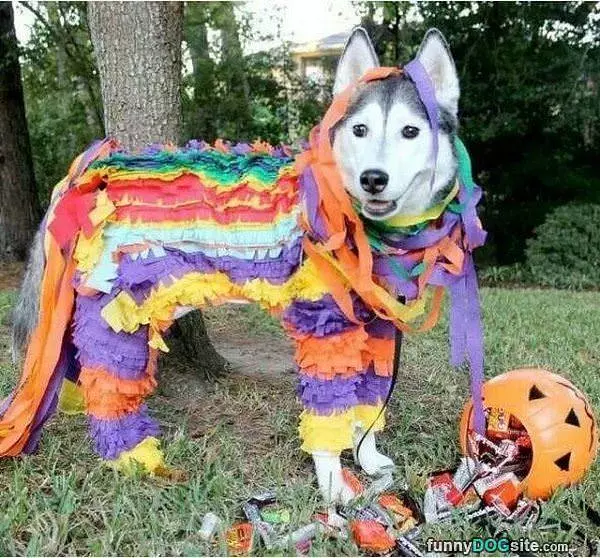 Fun For Halloween