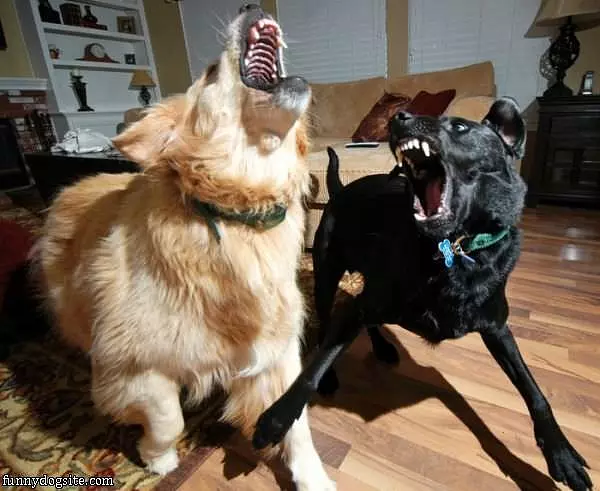 Psycho Dogs