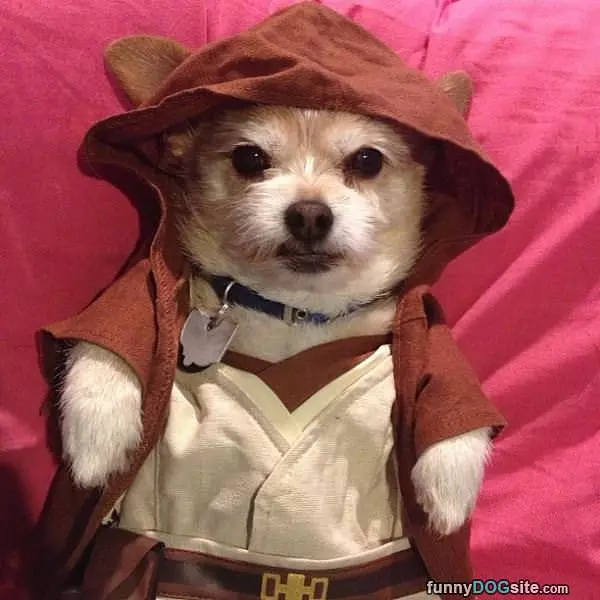 Feel The Force