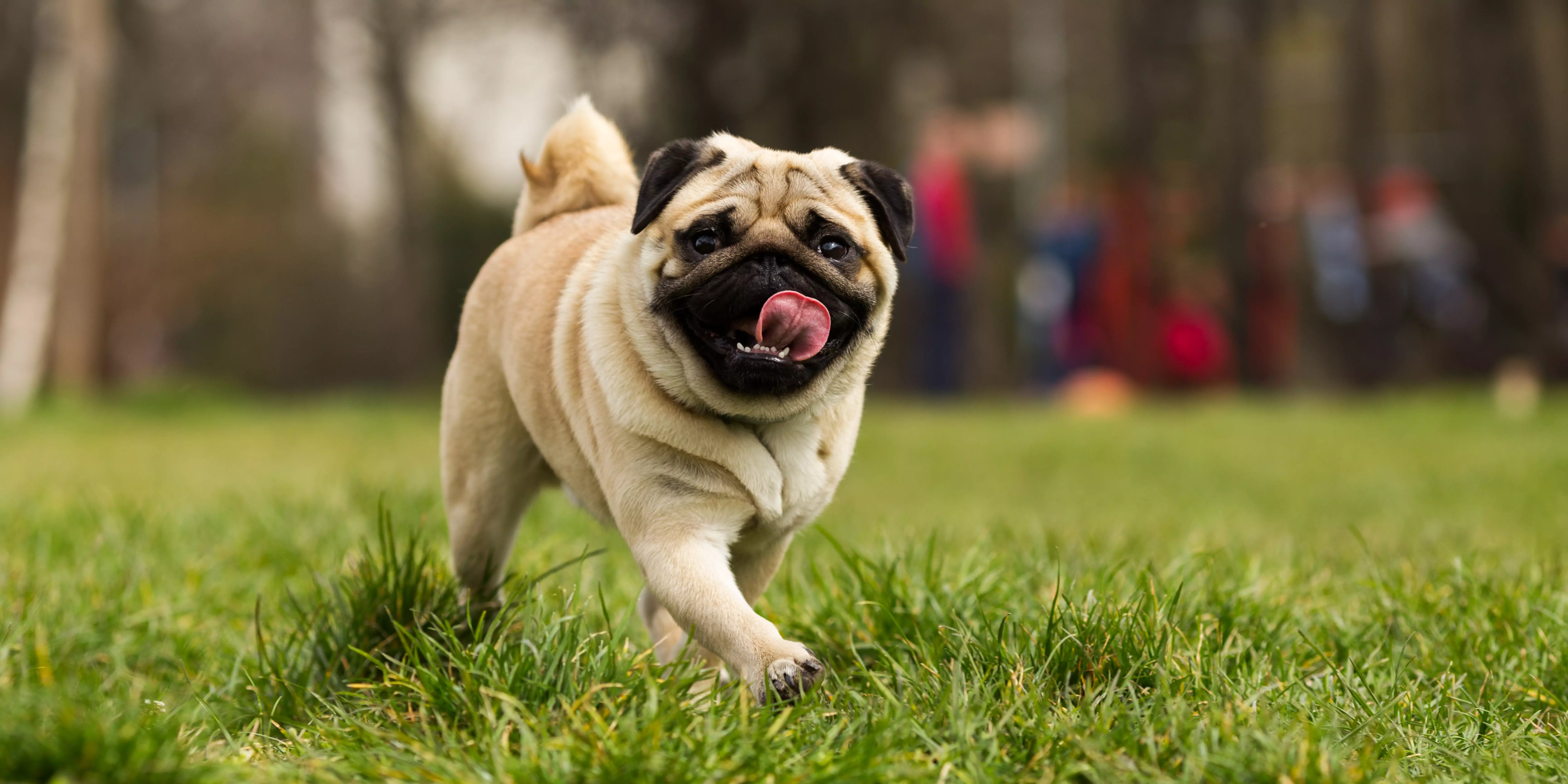 Pug