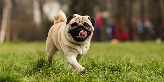 Happy Pug