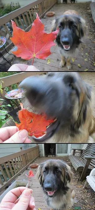 Nom Nom Leaf
