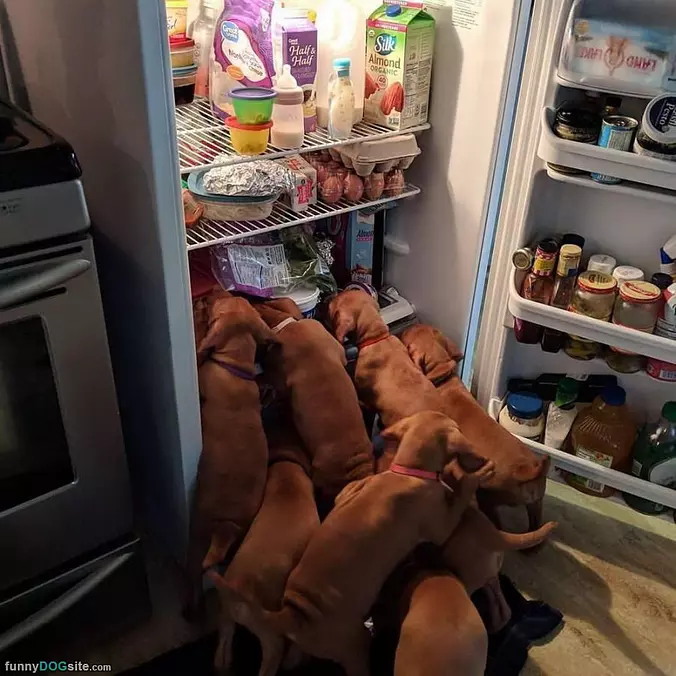 Find The Snack