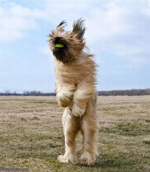 Shaggy Dog Fetching