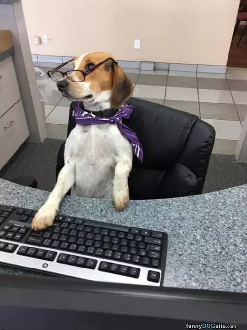 Business Dog