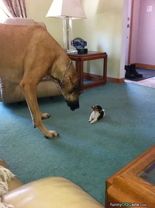 Bigggg And Little