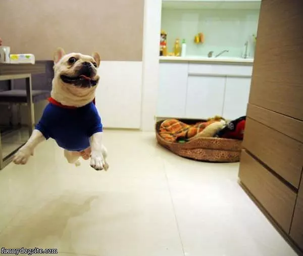 Happy Flying Dog