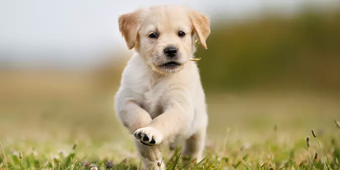 Labrador Retriever puppy