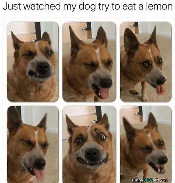Just Watched Him Eat A Lemon