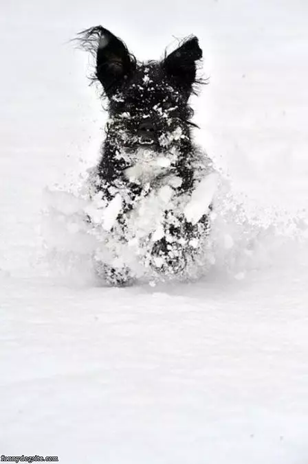 Running Free Dog