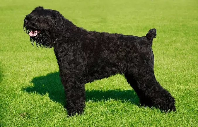 Black Russian Terrier