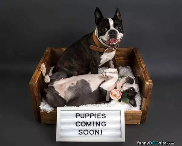 Puppies Coming Soon