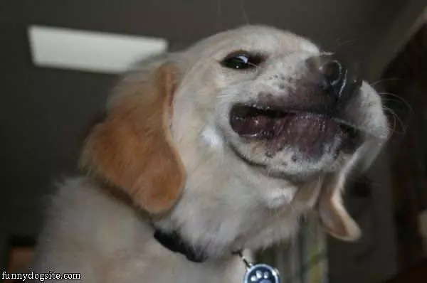 Woof