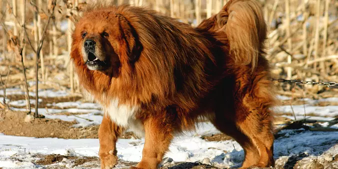 Tibetan Mastiff Dog