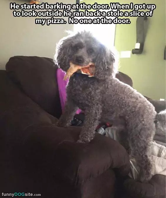 Tricky Dog