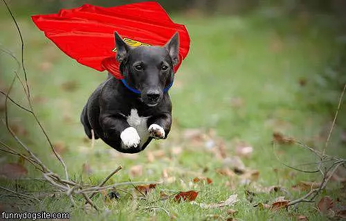 Super Dog