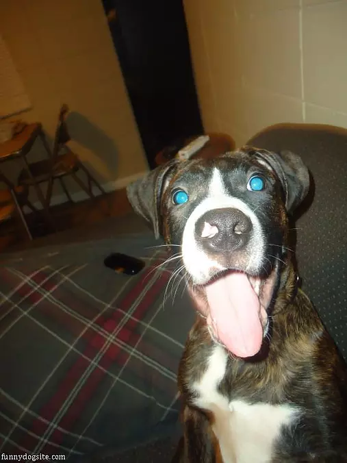 One Very Happy Dog