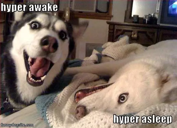 Hyper Dogs