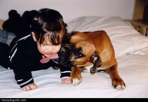 Dog Lick