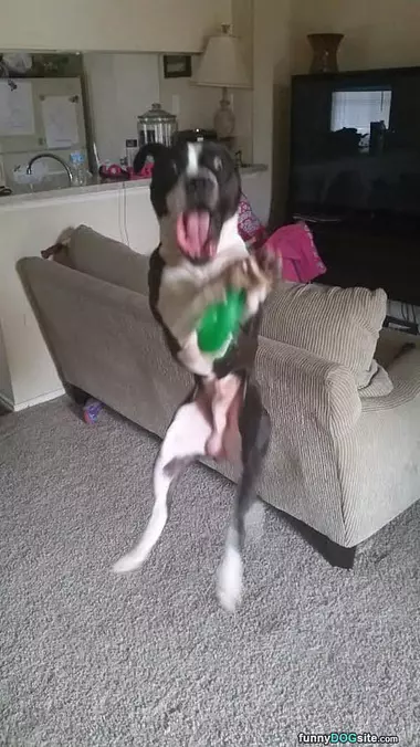 Bruce Jumping For Joy