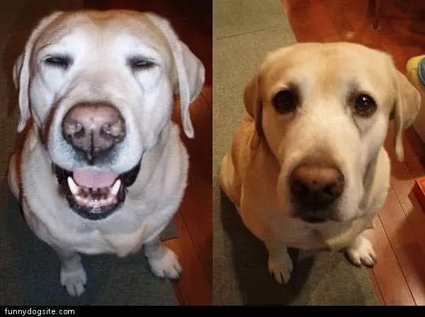 2 Happy Dogs