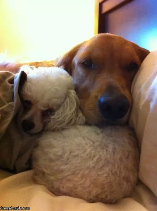 Cute Sleeping Puppies